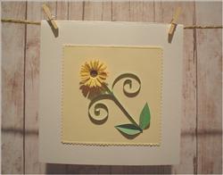 Beautiful Daisy
